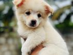 Lion Pomeranian Puppies