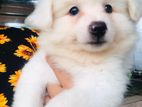 Lion Pomeranian Puppies