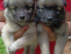 Lion Pomeranian Puppies