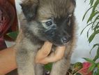 Lion Pomeranian Puppies