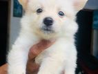 Lion Pomanariyan Puppies