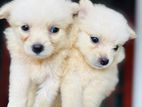 Lion Pomanerian Puppies