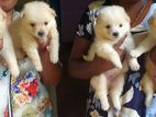 Lion Pomeranian Puppies