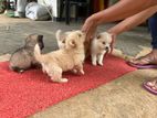 Lion Pomanerian Puppies