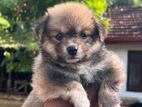 Lion Pomanerion Dog