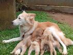 Lion Pomeranian Puppies