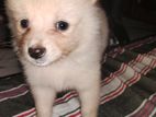 Lion Pomeranian Puppy