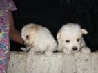 lion pomanerion male puppy