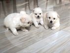 Lion Pomanerion Puppy