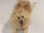 Lion Pomeranian Puppies