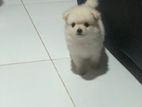 Lion Pomeranian Puppies