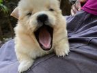 Lion Pomeranian Puppies