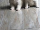 Lion Pomanerion Puppy