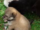 Lion Pomaneriyan Puppies