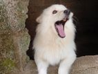 Lion Pomeranian