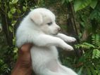 Lion Pomeranian Puppies