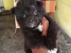 Lion Pomeranion Puppy
