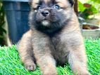 Lion Pomeranian