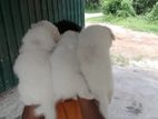 Lion Pomaneriyan Dog