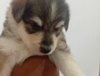 Lion Pomaneriyan Puppies