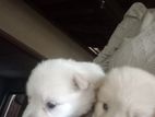 Lion Pomaneriyan Puppies