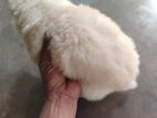 Lion Pomeranian Puppies