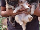 Lion Pomaranian Puppies