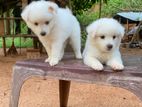 Lion Pomaneriyan Puppies