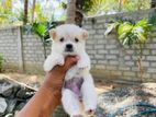 Lion Pomeranian Puppy
