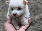 Lion Pomeranian Puppies