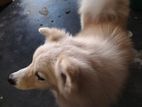 Lion Pomeranian Puppies