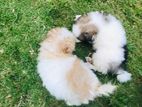 Lion Pomeranian Puppies