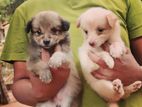Lion Pomeranian Puppies