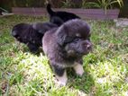 Lion Pomeranian Puppies