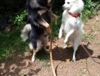 Lion Pomeranian Puppies