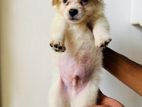 Lion Pomaneriyan Puppy