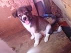 Lion Pomaneriyan Puppy