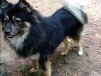 Lion Pomeranian Puppy
