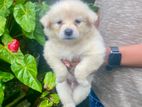 Lion Pomeranian Puppy