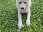 Lion Pomeranian Puppies