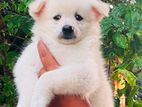 lion pomaneriyan puppy