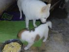 Lion Pomeranian Puppies