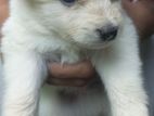 Lion Pomeranian Puppies