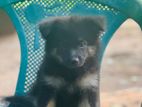 Lion Pomeranian Puppies