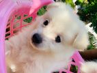 Lion Pomeranian Puppies