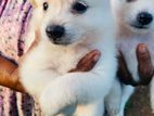 Lion Pomeranian Puppies