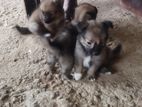 Lion Pomeranian Puppies