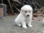 Lion Pomanerian Puppy