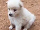 Lion Pomeranian Puppy
