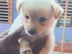 lion Pomariyan puppy